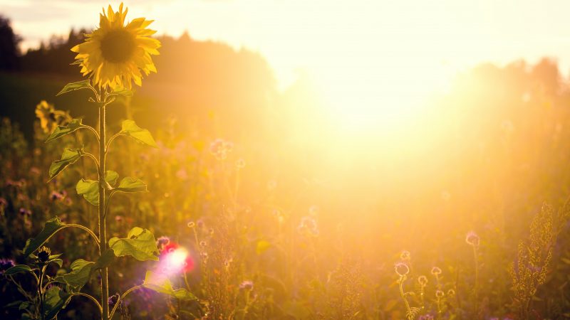 Sunflowers